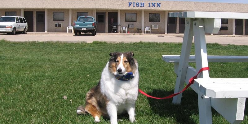 Huge yard for you to walk your pet